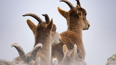 ¿Sabías que en Madrid se puede hacer la ruta del celo de la cabra montesa?
