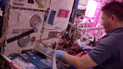 Cultivando plantas espaciales para el próximo viaje a Marte