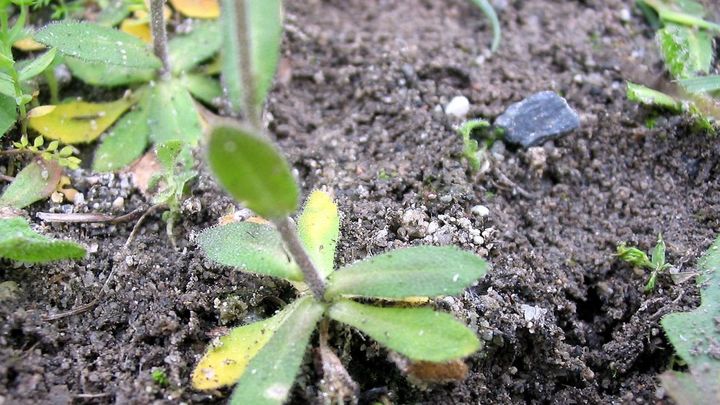 Arabidopsis thaliana / WIKIPEDIA