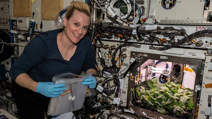 Los primeros rábanos cultivados en la Estacion Espacial / EUROPA PRESS