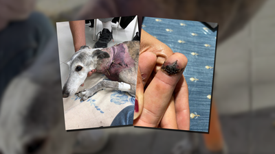 Justicia para 'Larga', una perrita que sufrió el ataque mortal de otro perro en Urgel