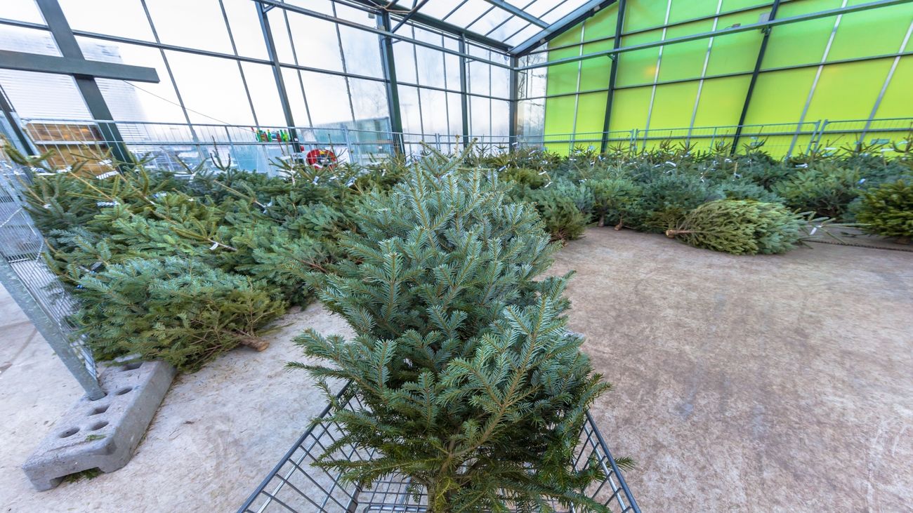 Vuelve la venta de abetos de los estudiantes de la Universidad Politécnica de Madrid