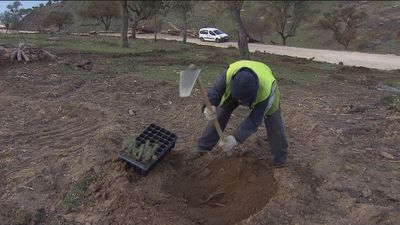 Comienza la recuperación del suelo incendiado este verano en San Martín de Valdeiglesias