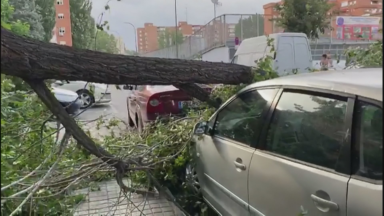 Árbol caído en Madrid a consecuencia de un temporal de viento