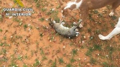 Pillan a tres personas que cazaban ilegalmente en Valdilecha