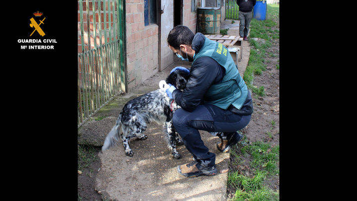Una de las perras del criadero investigado por la Guardia Civil / GUARDIA CIVIL