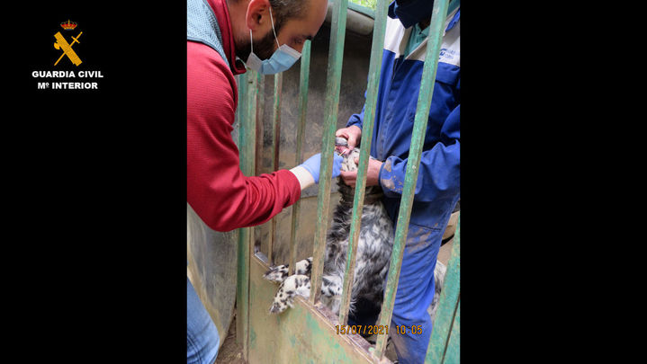 Toma de muestras de ADN de una de las perras para cotejarlo con el de los cachorros muertos / GUARDIA CIVIL