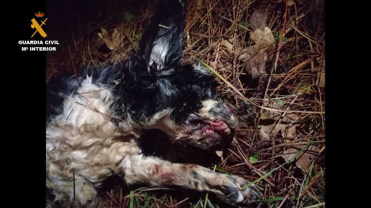 Uno de los cadáveres de cachorro de setter inglés hallados por los agentes forestales y la Guardia Civil