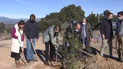 El proyecto Arco Verde de la Comunidad alcanza ya la cifra de 50.000 árboles plantados