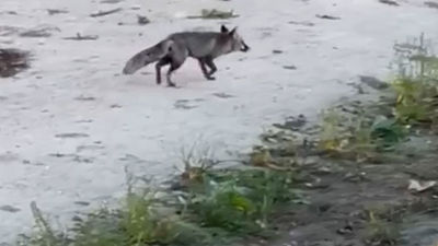 Graban a un zorro bañándose en el río Manzanares, en pleno centro de Madrid