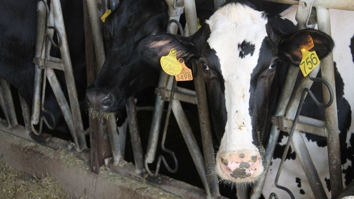 Los productores de leche dan un ultimátum: "Esto se para, salvo que muevan ficha"