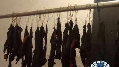 La tienda de los horrores en Carabanchel