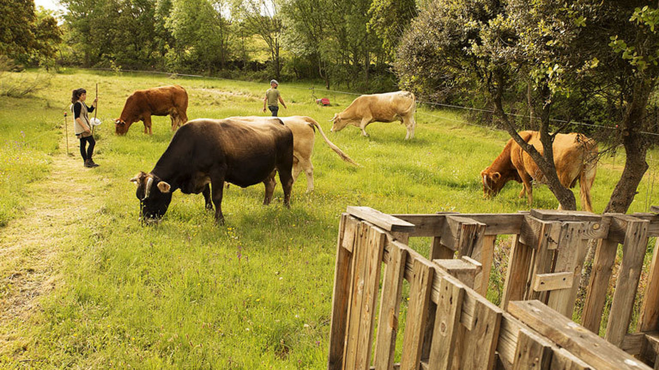 Centro Experimental de Prácticas para la Regeneración de los Ecosistemas, de la Asociación Enrama, en Cabanillas de la Sierra