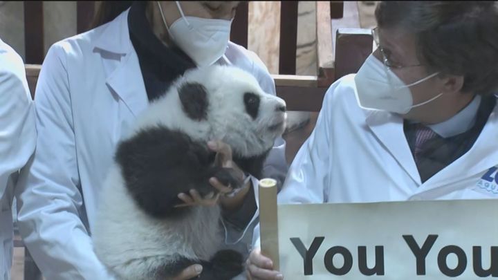 'You You' y 'Jiu Jiu', los gemelos panda del Zoo de Madrid ya tienen nombre
