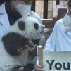 'You You' y 'Jiu Jiu', los gemelos panda del Zoo de Madrid ya tienen nombre