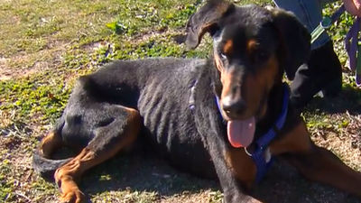 250 perros y gatos buscan una familia esta Navidad