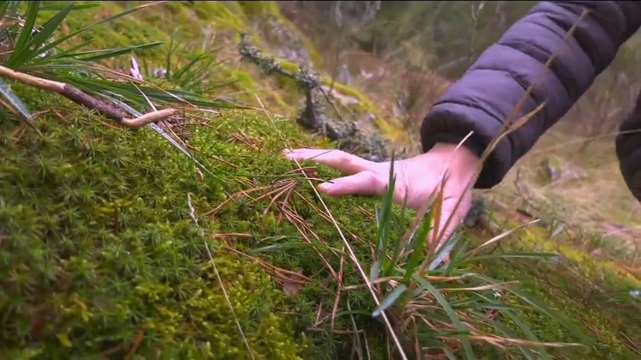 Decorar tu belén con musgo del campo puede costarte hasta 2.000 euros de multa