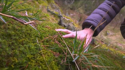 Decorar tu belén con musgo del campo puede costarte hasta 2.000 euros de multa