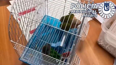 Rescatan dos loros encerrados en un recipiente de plástico en un restaurante de Usera