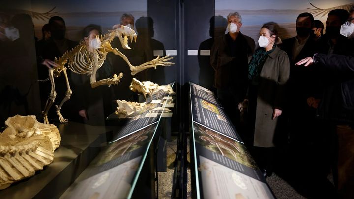 El Museo Arqueológico de Madrid inaugura una sala de paleontología y cambia su nombre