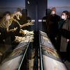 El Museo Arqueológico de Madrid inaugura una sala de paleontología y cambia su nombre
