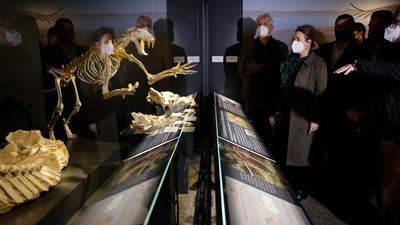 El Museo Arqueológico de Madrid inaugura una sala de paleontología y cambia su nombre