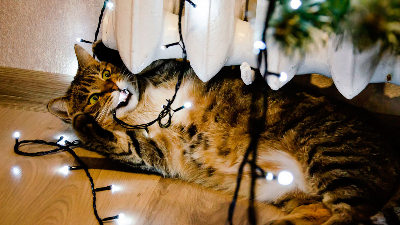 Un gato muerde las luces de navidad