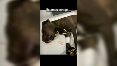 La policía de Valdemoro investiga a un vecino acusado de tirar a su perro desde un quinto piso en Nochebuena