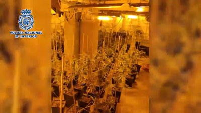 Operación policial: Detenidos por cultivar 1.100 plantas  de marihuana en chalés de lujo de Madrid y Guadalajara