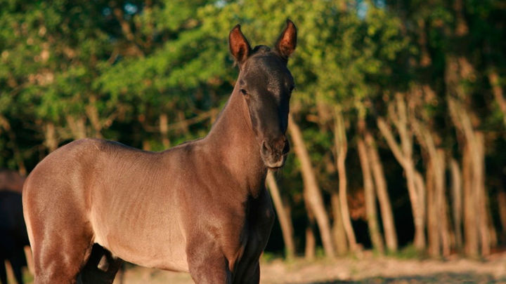El Pura Raza Española, "un caballo para reyes"
