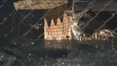 Más de 5.000 aves tuvieron que ser rescatadas en 2021 en Madrid