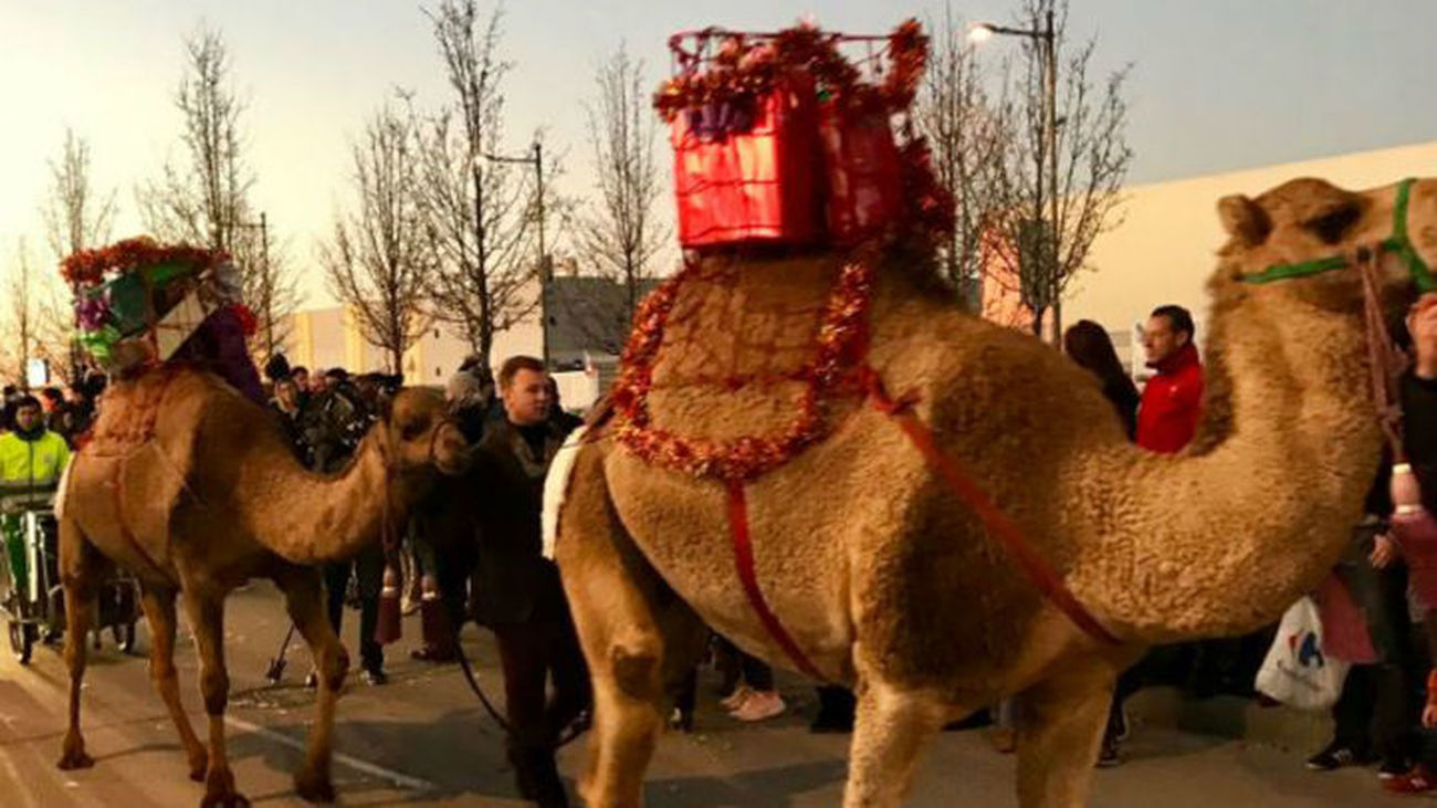 Los camellos de los Reyes Magos llegarán este año a Sevilla la Nueva cargados de fruta