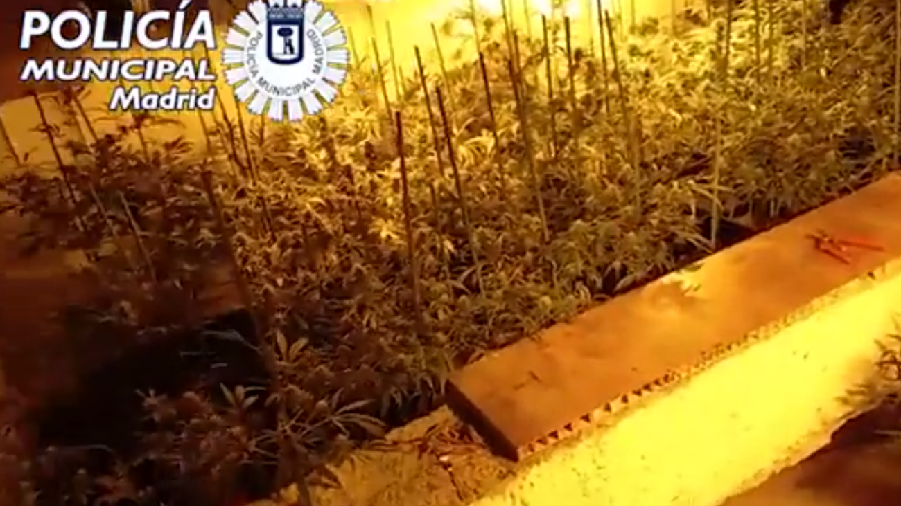 La plantación de marihuana localizada en un sótano de Puente de Vallecas