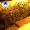 Requisados 21 kilos y 211 plantas de marihuana en Puente de Vallecas