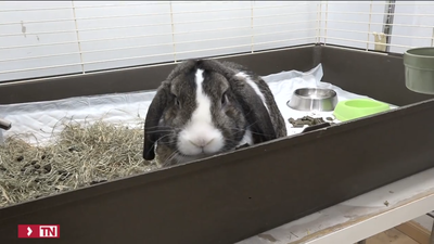 Los animales de compañía serán miembros de la familia por ley desde este miércoles