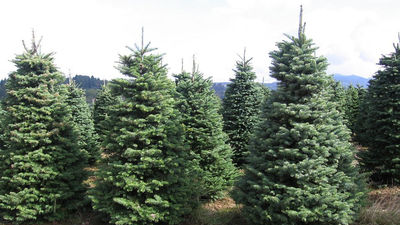 Torrejón recogerá los árboles de Navidad para replantarlos en zonas verdes de la ciudad