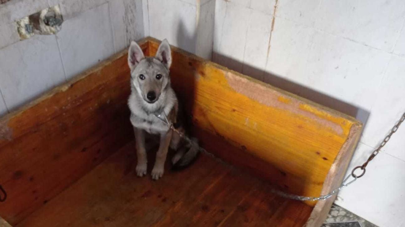 Cachorro de lobo hallado en un inmueble de Valencia