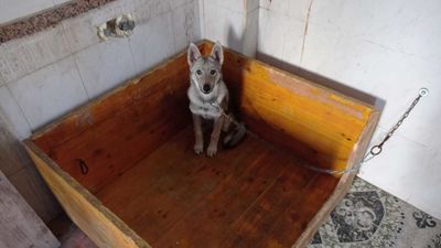 Rescatan un cachorro de lobo, gallos y gallinas en una casa de Valencia