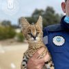 Localizan un serval de sabana africana, felino protegido, en una casa de Hortaleza