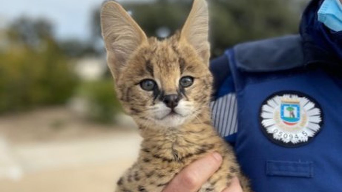 El serval africano, en brazos de uno de los policías municipales