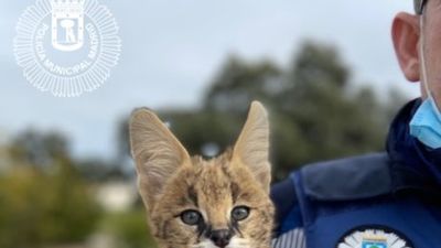 Localizan un serval de sabana africana, felino protegido, en una casa de Hortaleza