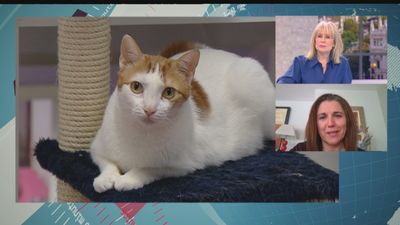 A partir de ahora las mascotas contarán con un documento de identificación similar al DNI