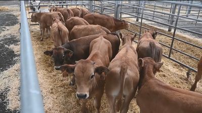 Los ganaderos exigen una rectificación a Alberto Garzón por sus polémicas palabras sobre la carne española
