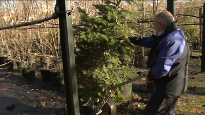 El Ayuntamiento de Madrid empieza la recogida de abetos navideños