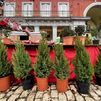 Madrid recuerda la prohibición de plantar abetos navideños en el bosque