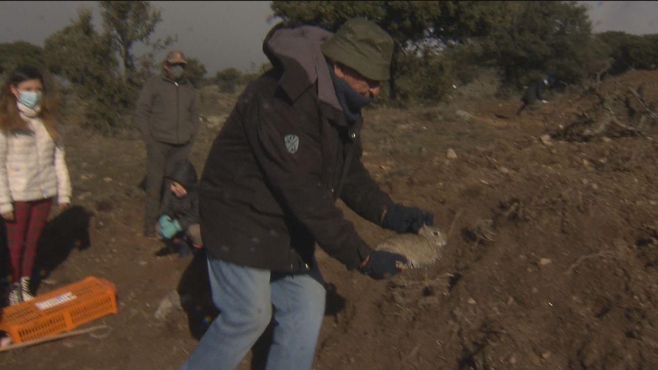 Suelta de conejos en Madarcos