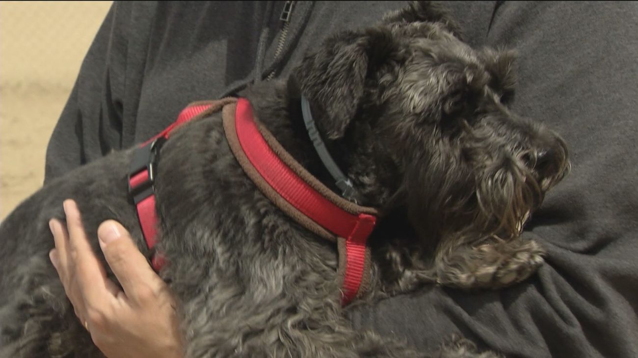 La Real Sociedad Canina pide endurecer las penas ante el aumento de los robos de mascotas