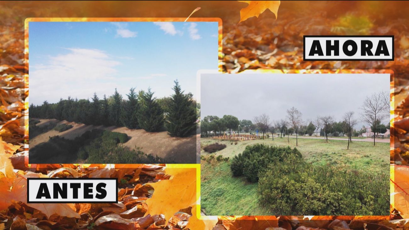 Los vecinos de Canillejas se quejan de la pérdida del 30% de su pinar