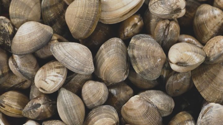 Almejas frescas en pleno centro de Madrid / Redacción