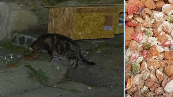 15 gatos envenenados en Villaviciosa de Odón, los vecinos buscan al culpable